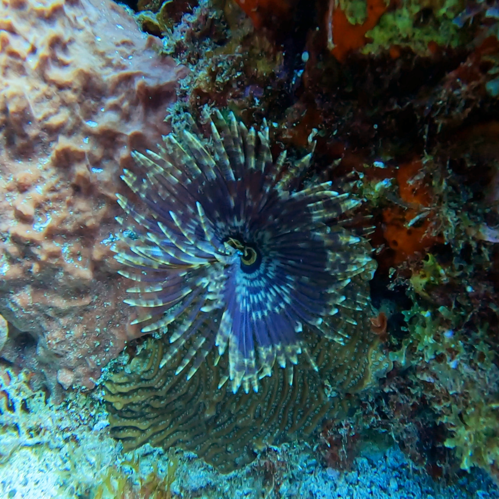 A feather duster worm opening on the reef