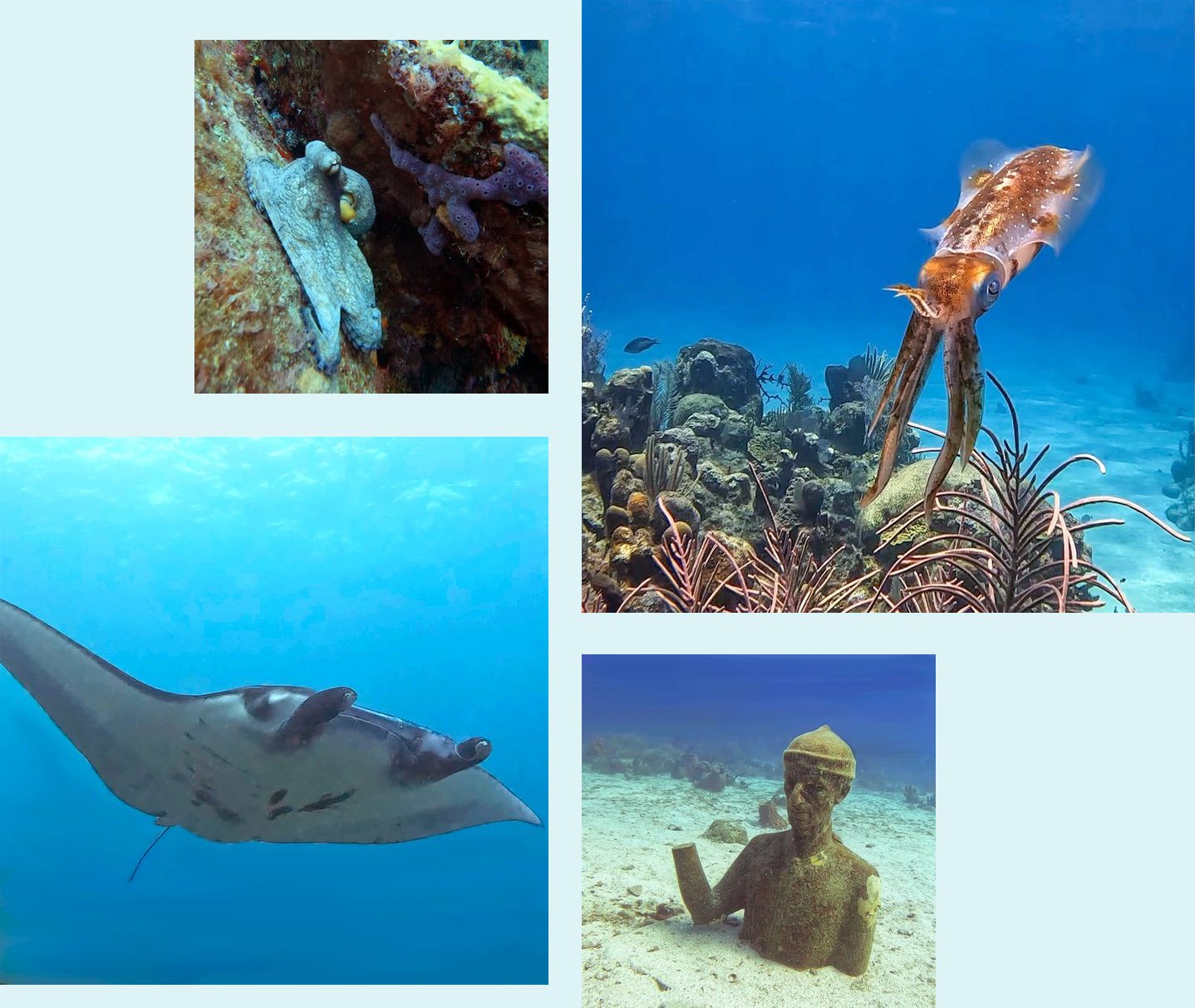 Octopus, reef squid, manta ray and an underwater sculpture