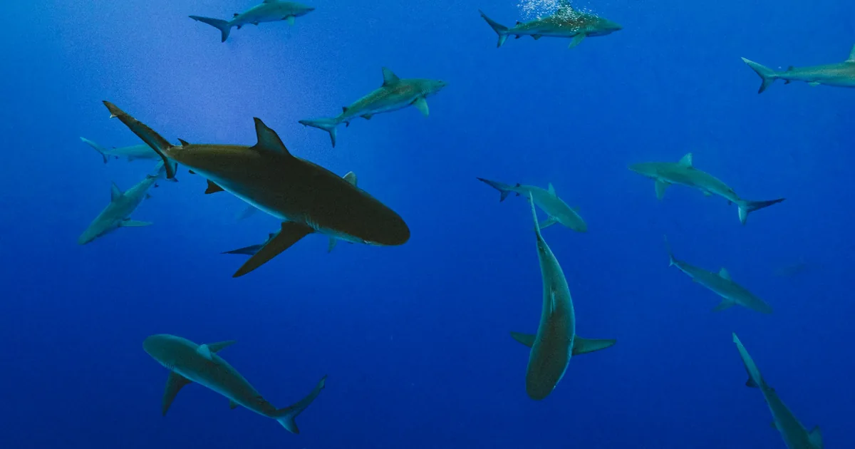 A group of reef sharks in open blue water