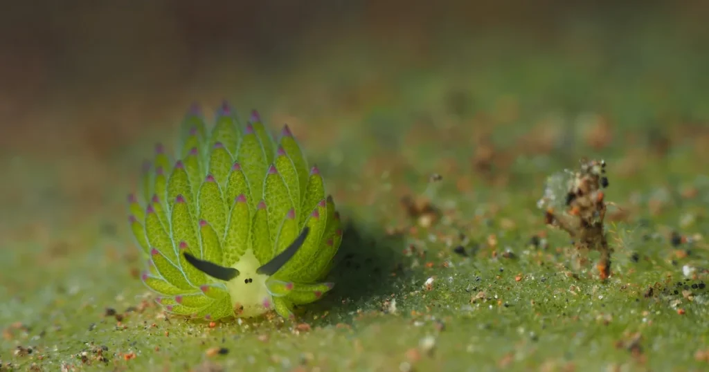 A leaf sheep sea slug on the seabed