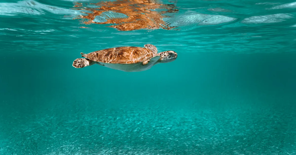 A sea turtle swimming near the surface