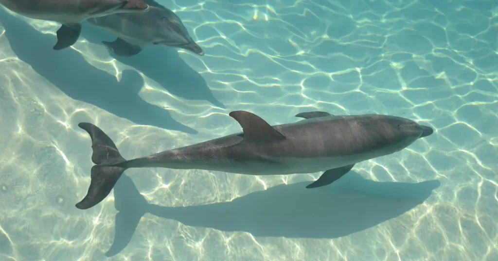 Dolphins swimming over sunlit sand
