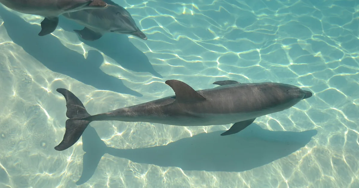 Dolphins swimming over sunlit sand