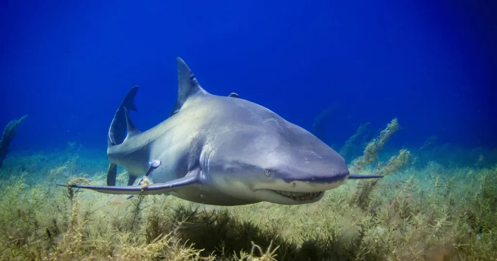 A lemon shark swimming over sea grass
