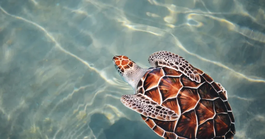 A hawksbill sea turtle in sunlit shallow water