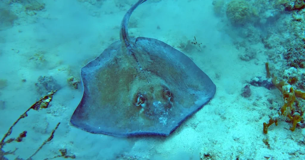 A stingray on a sandy reef