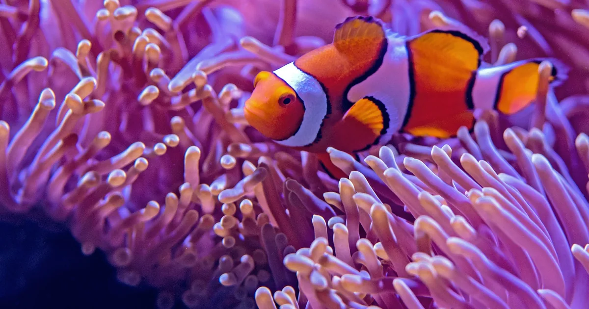 A pair of clownfish in a purple sea anemone