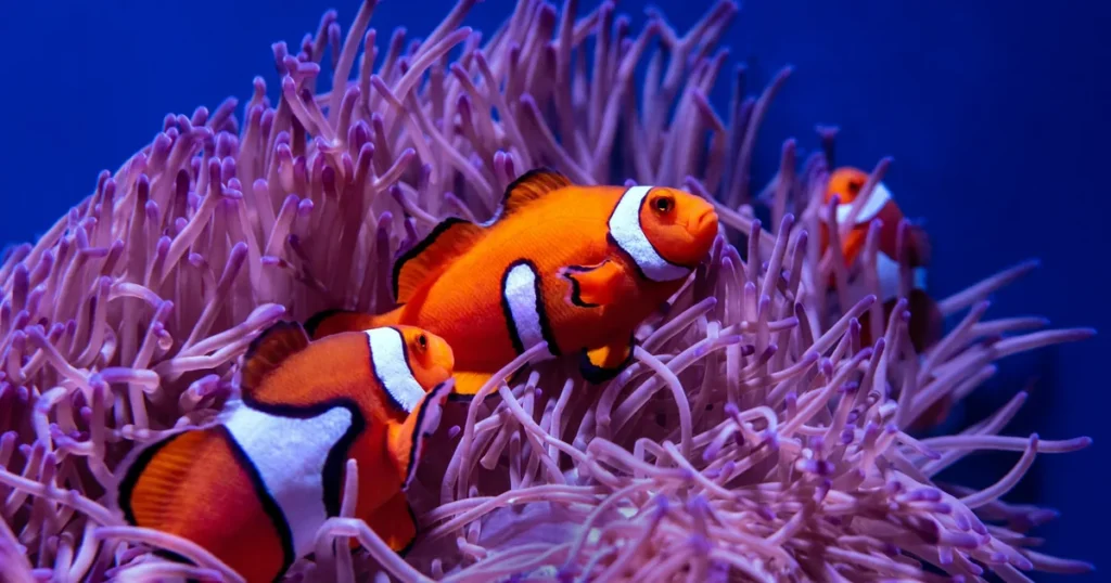 Clownfish nestled in a purple sea anemone