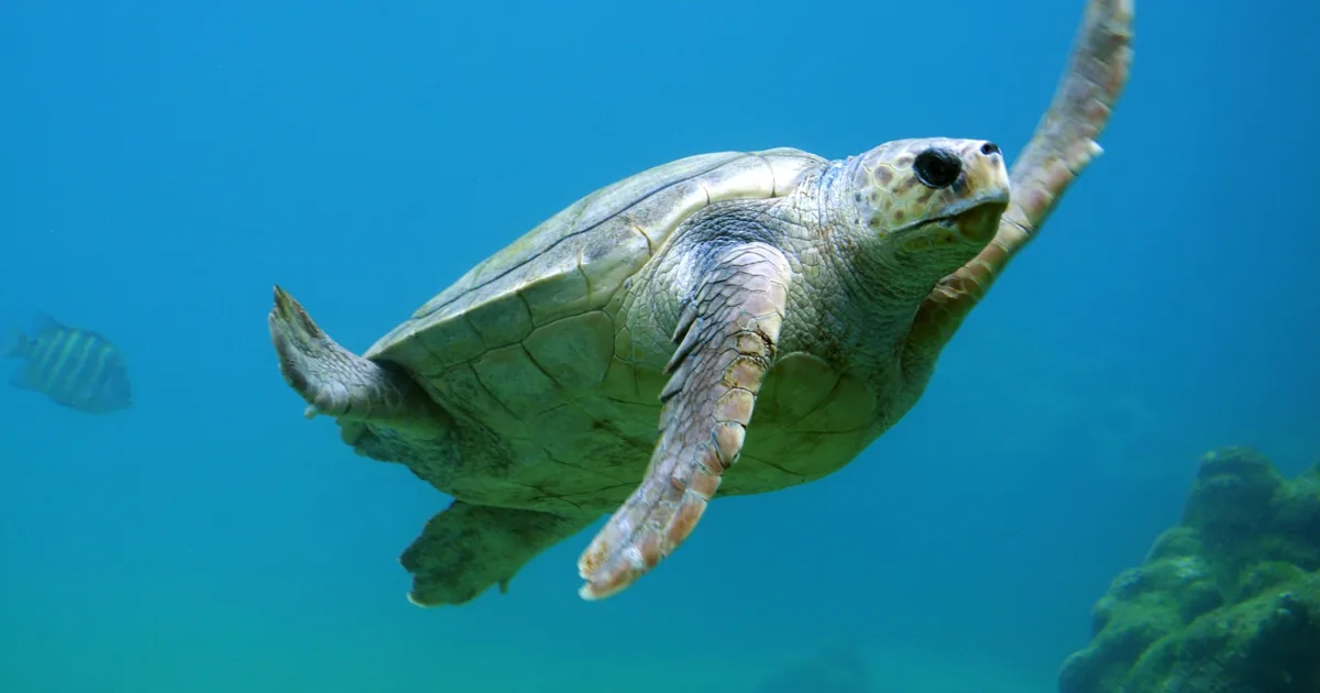 A green sea turtle swimming in clear blue water