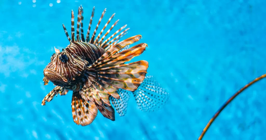 A lionfish in bright blue water