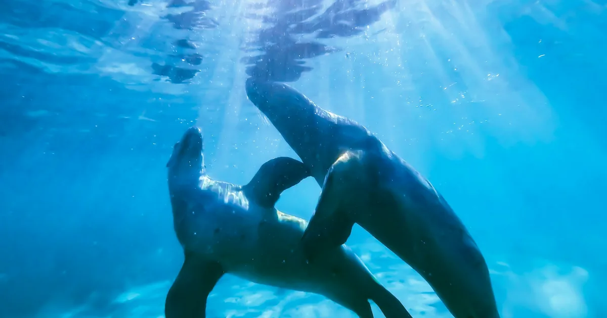 Two sea lions playing underwater