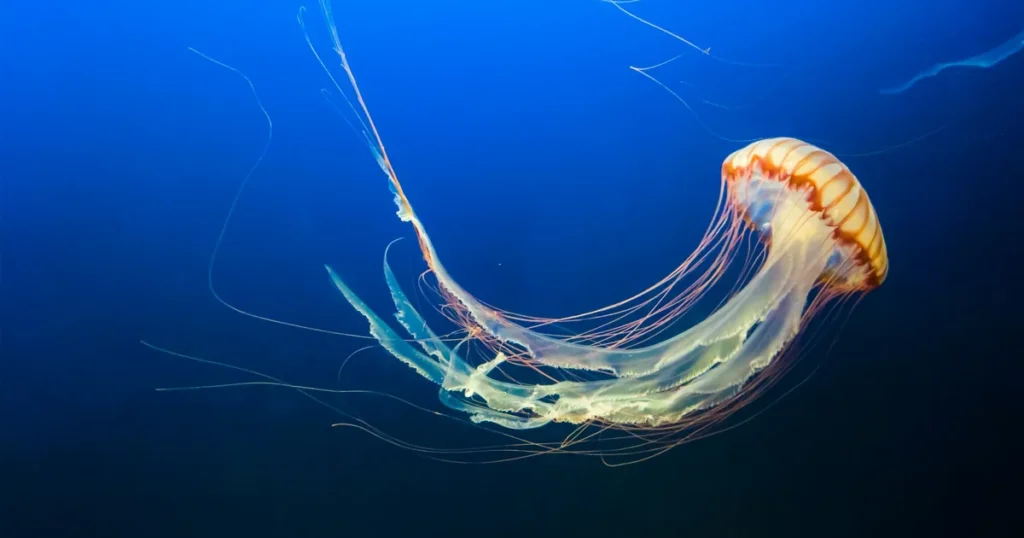 A jellyfish trailing long tentacles in open water