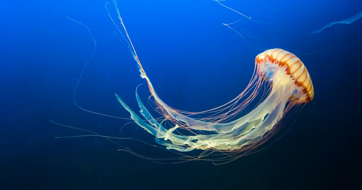 A jellyfish trailing long tentacles in open water