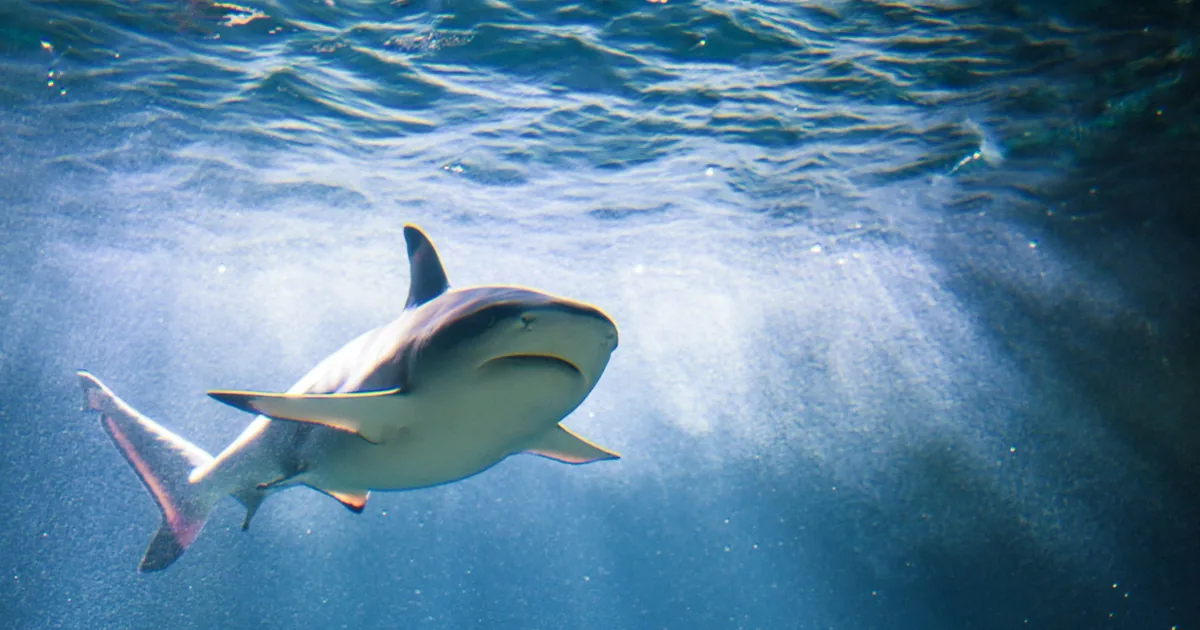 A reef shark swimming near the surface