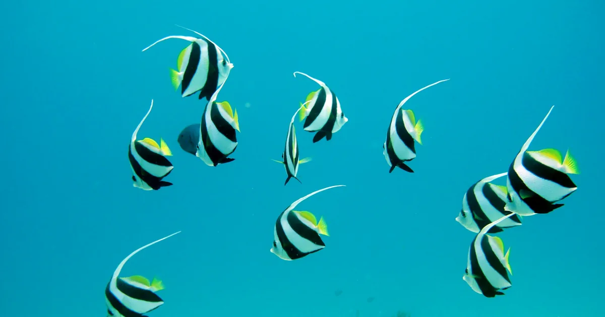 A school of bannerfish in bright blue water