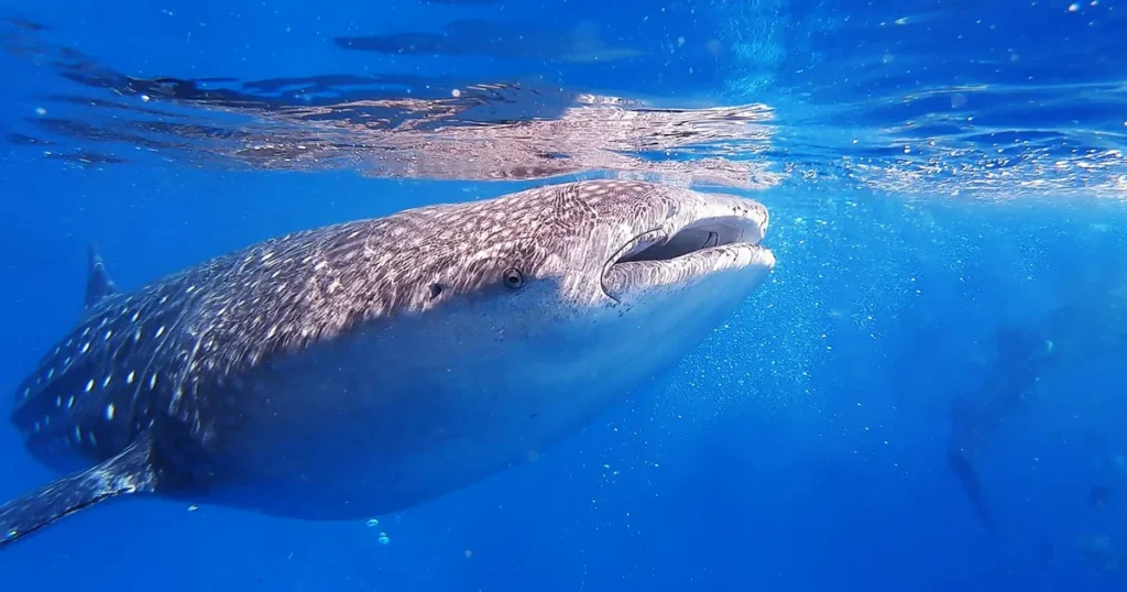 A whale shark swimming near the surface
