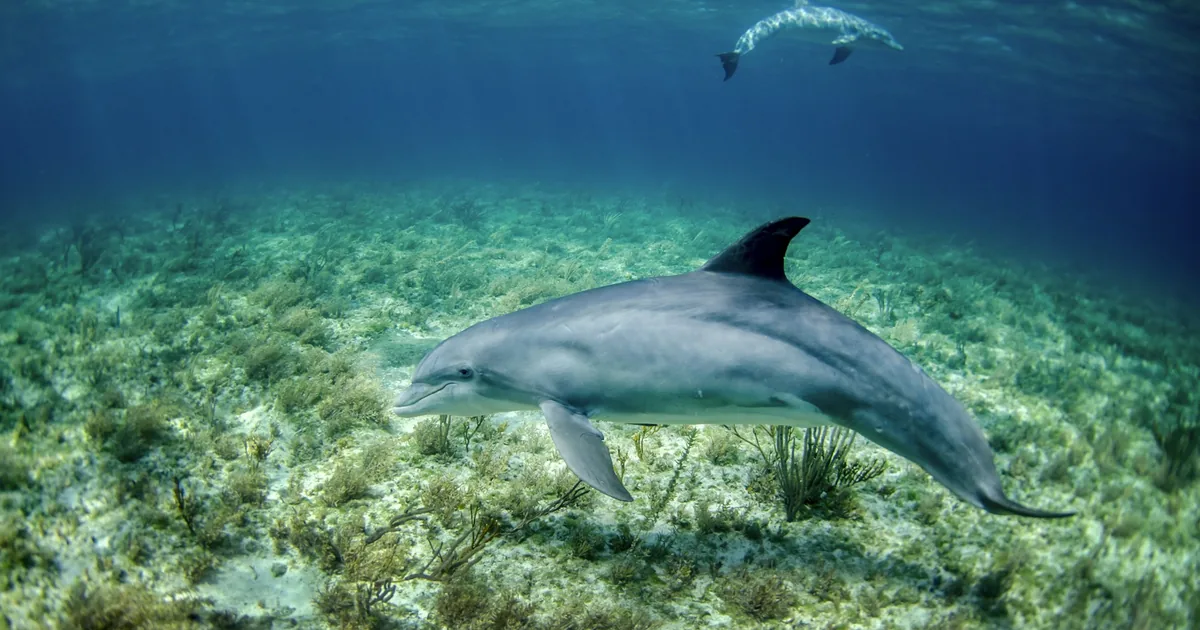 A dolphin swimming over a sea grass bed
