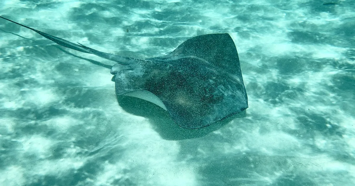 A stingray gliding over sand