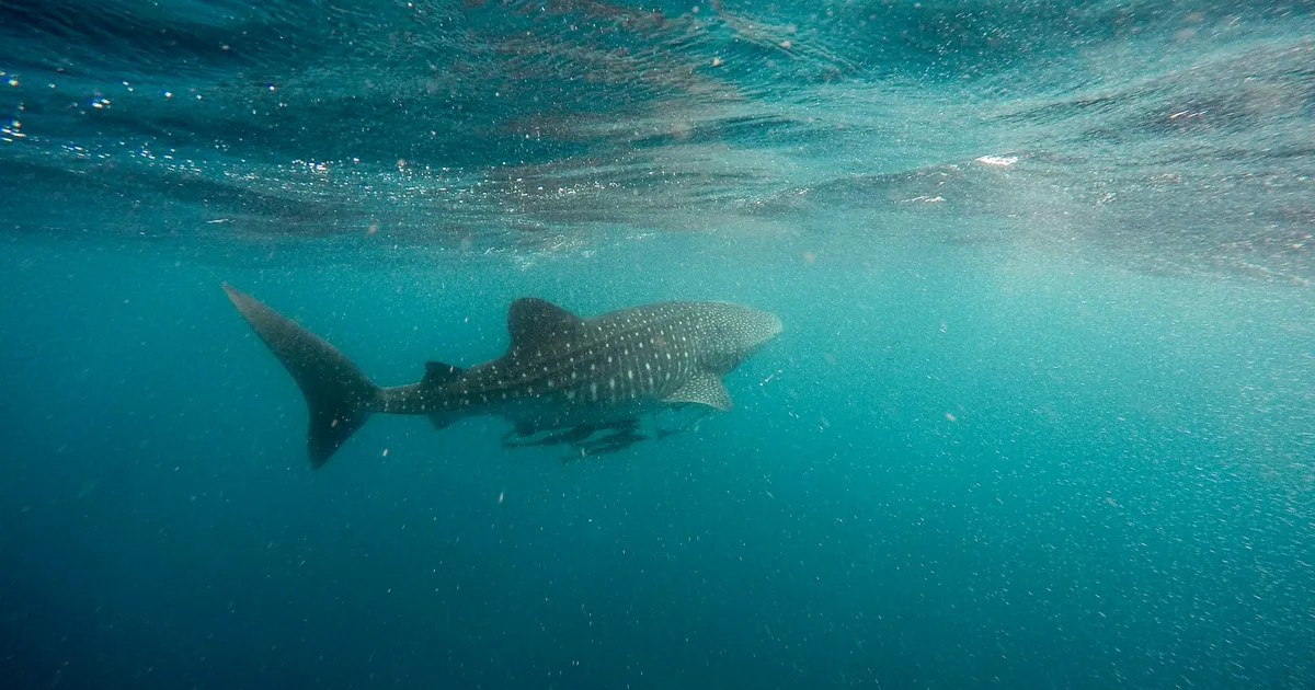 A whale shark swimming in green blue water