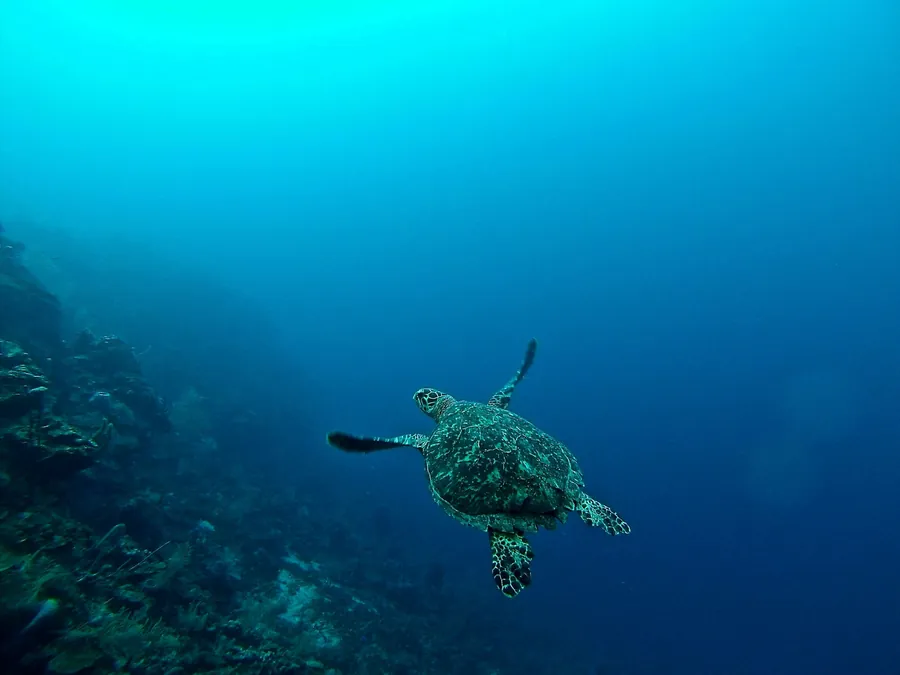 A sea turtle swimming along a reef wall