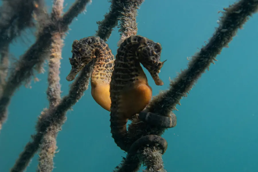 A seahorse holding onto a rope in the current