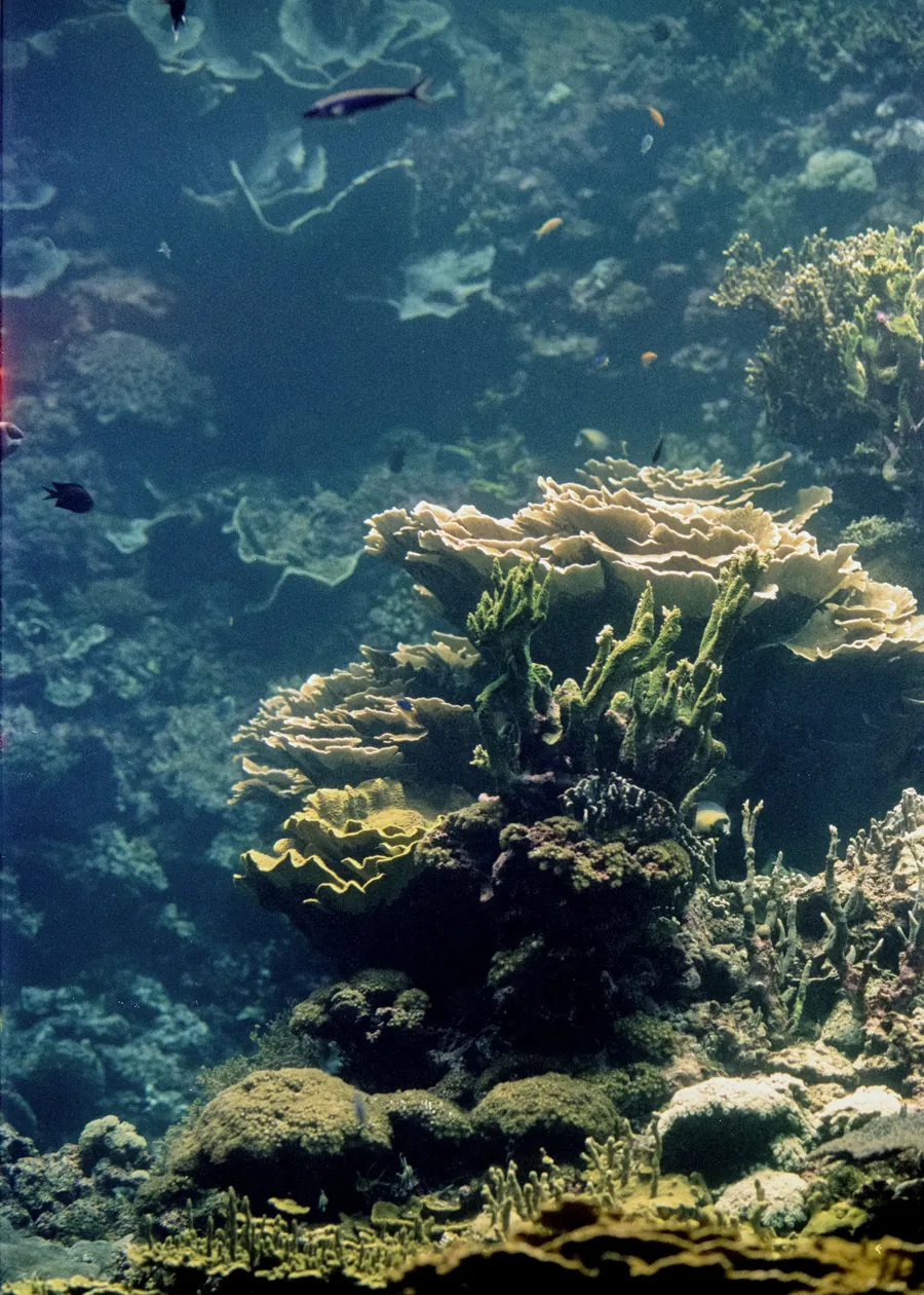 A coral reef in green blue light