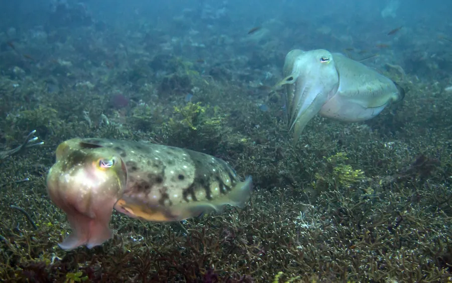 Two cuttlefish over the seabed