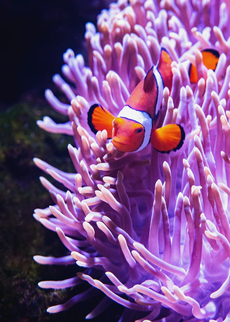 A clownfish in a pink sea anemone