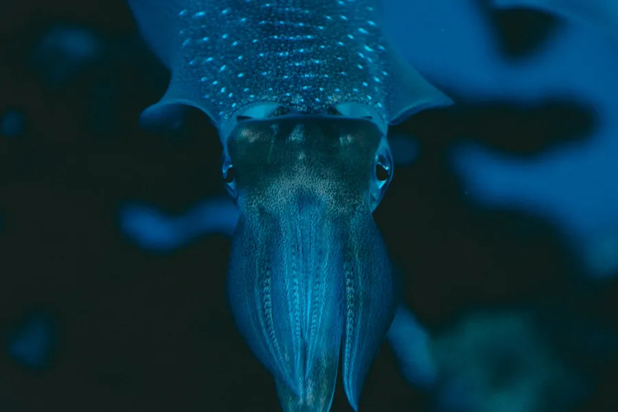 A cuttlefish hovering over the reef
