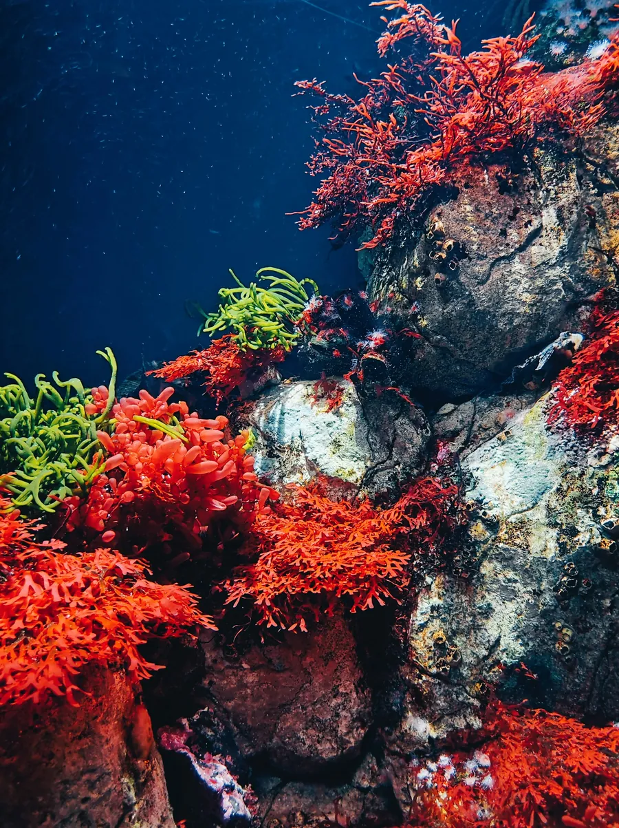 Red soft coral on a rocky reef