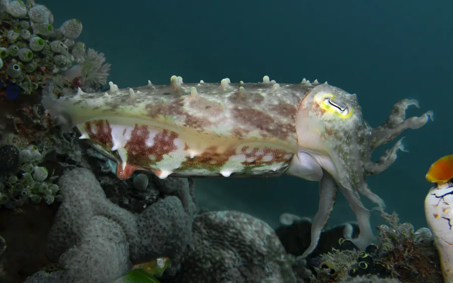 A cuttlefish near the reef