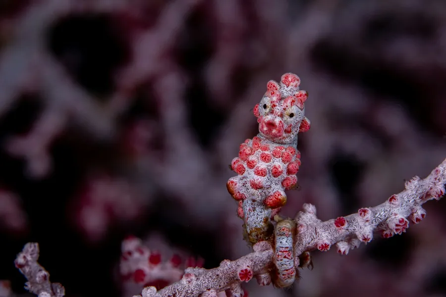 A pink pygmy seahorse on a sea fan