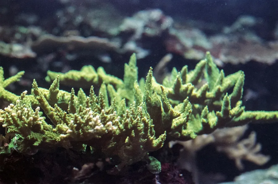 Green branching coral on the reef