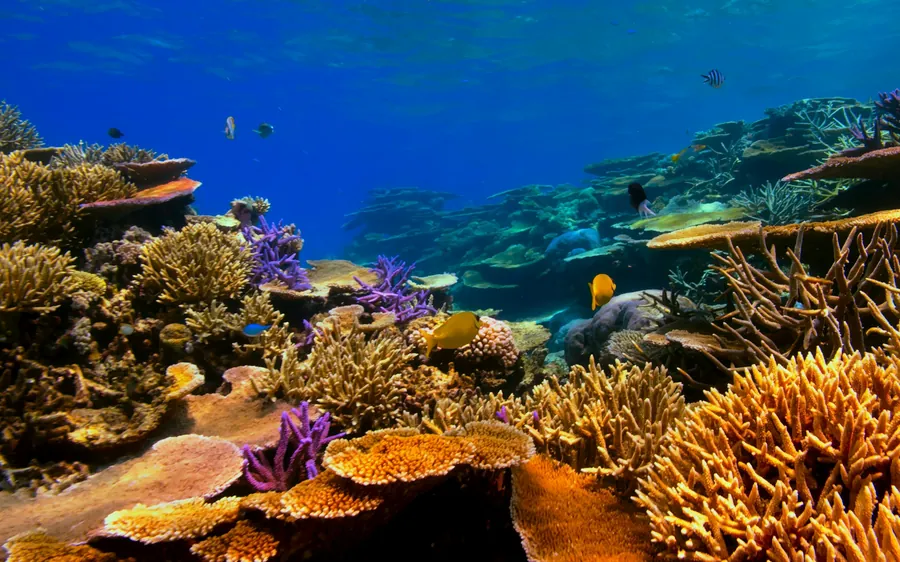 A colorful coral reef under clear blue water