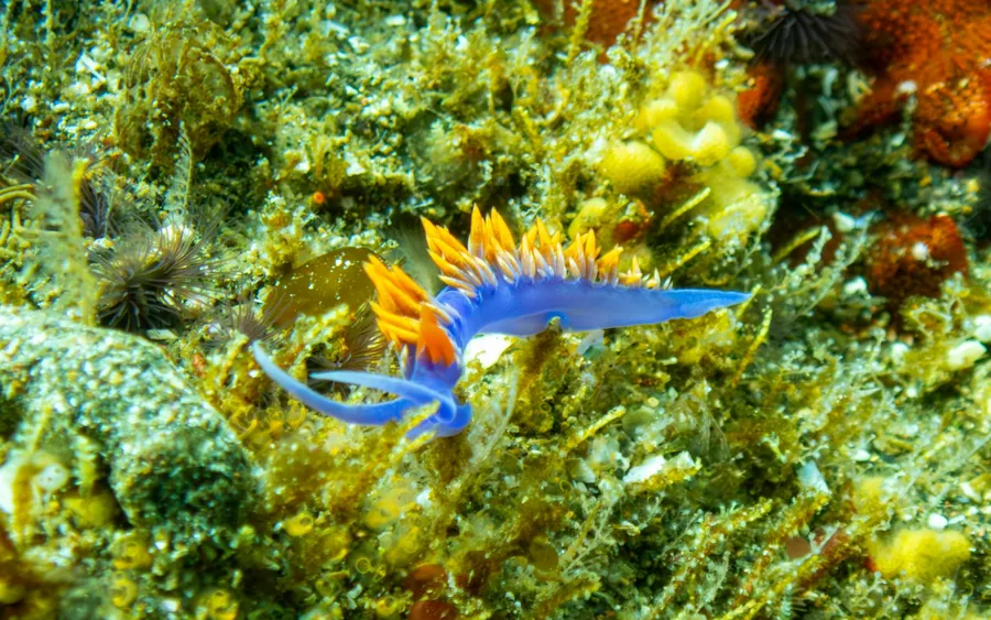 A small nudibranch among green algae