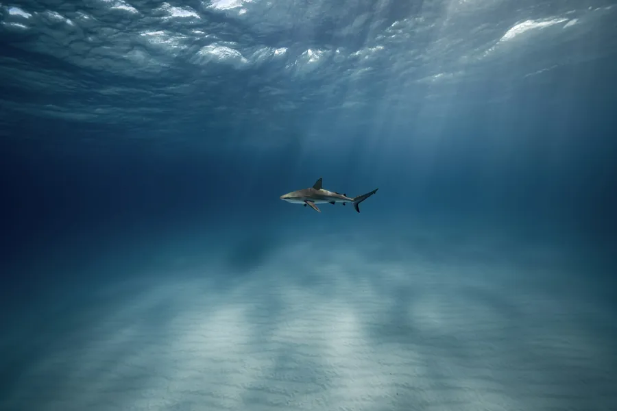 A reef shark cruising over a sandy seabed