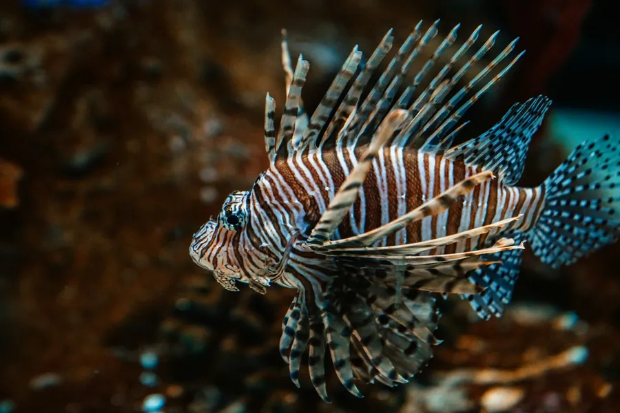 A lionfish on the reef