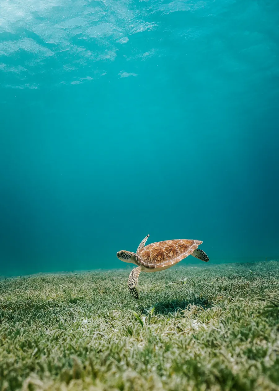 A sea turtle swimming over a sea grass bed