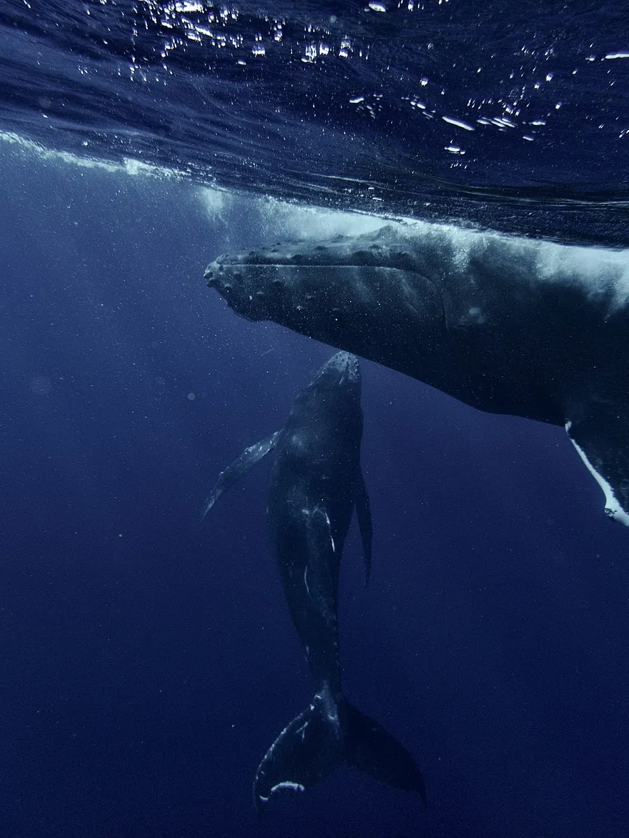 Humpback whales swimming in the deep