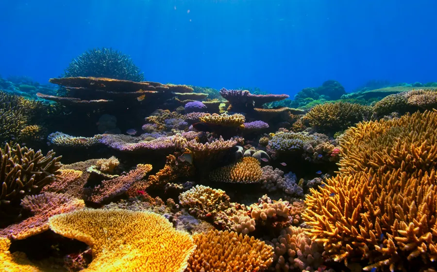 A shallow coral reef in bright sunlight