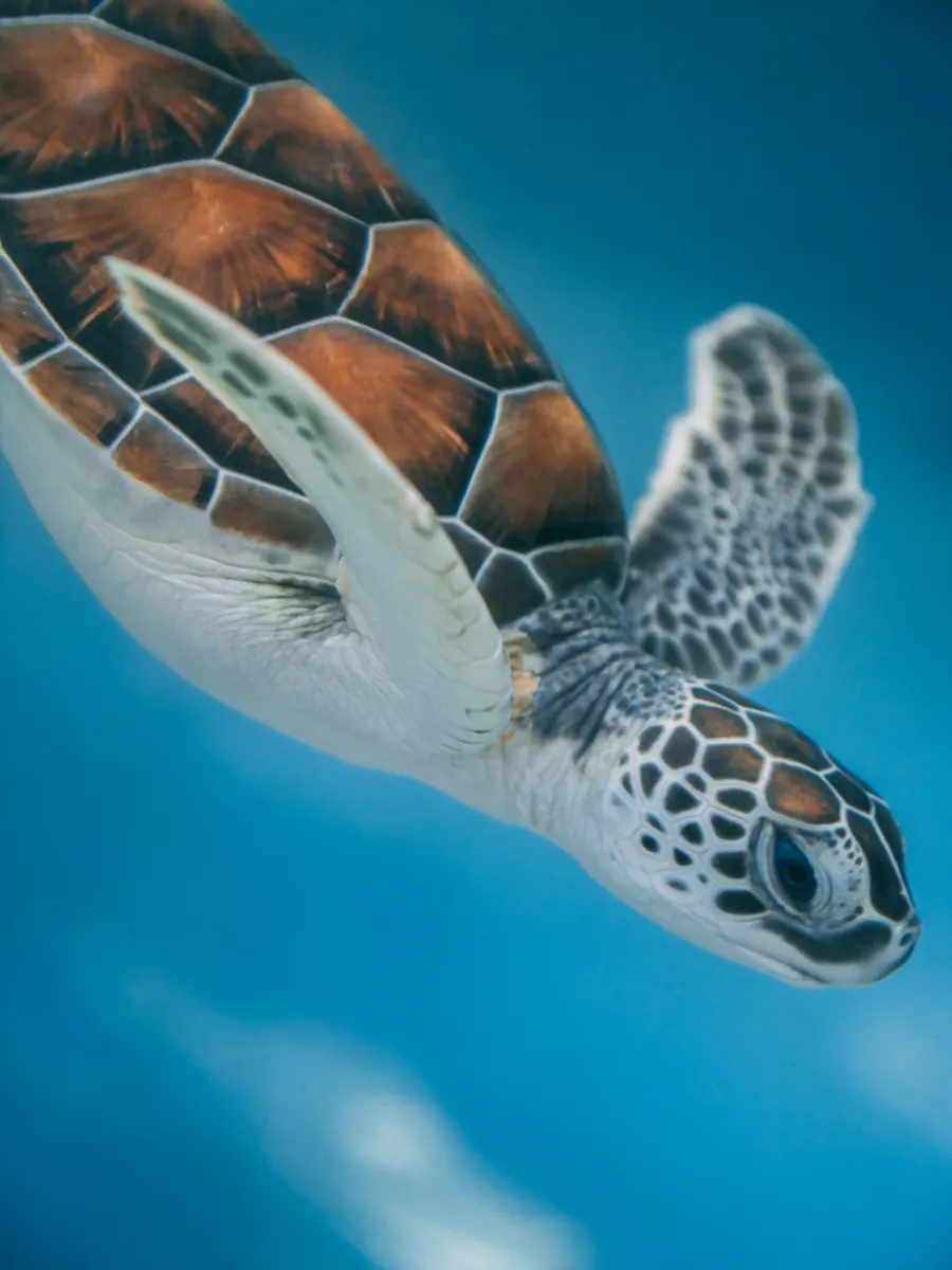 A sea turtle swimming in open blue water