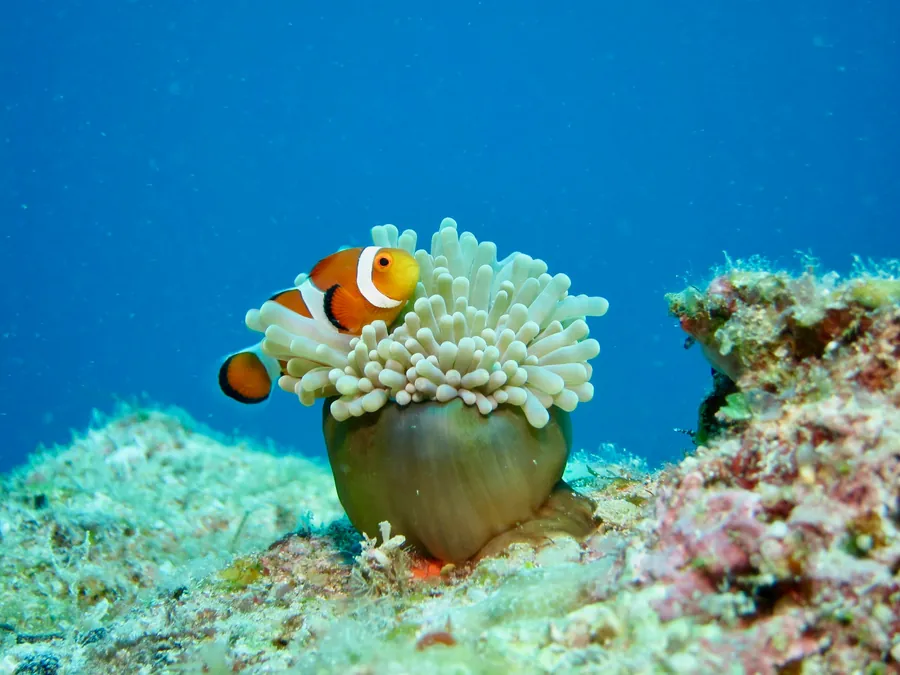 A clownfish in a green anemone