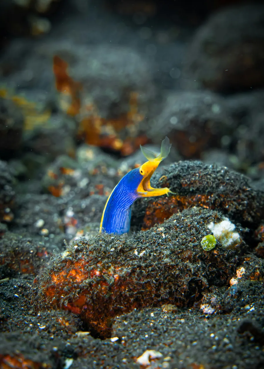 A blue ribbon eel peeking out of the sand