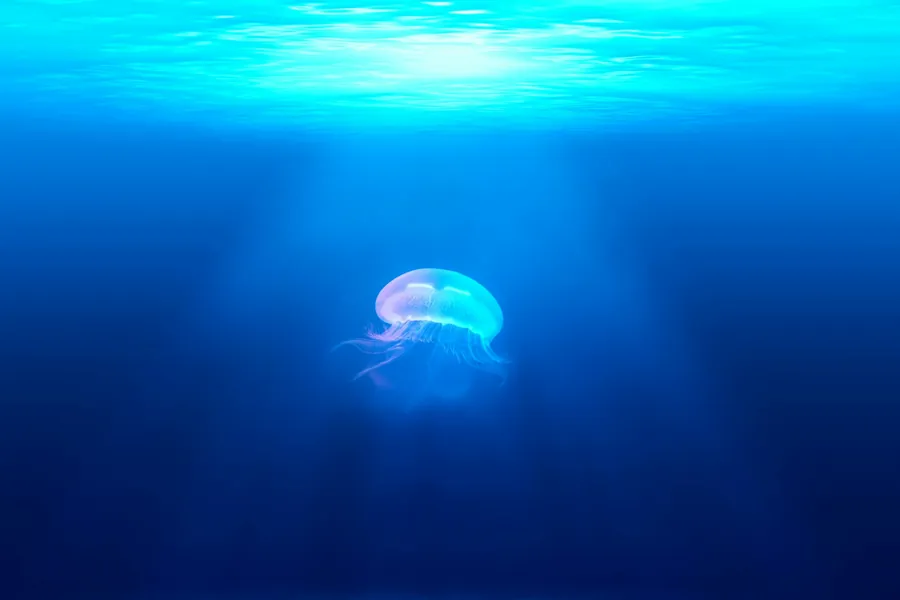 A small jellyfish drifting in deep blue water