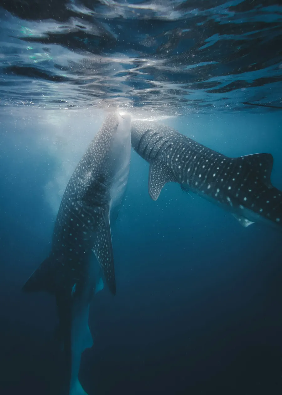 A whale shark swimming toward the surface