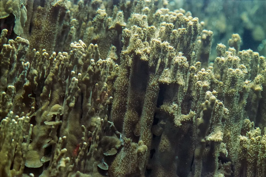 Tall pillar coral on the reef