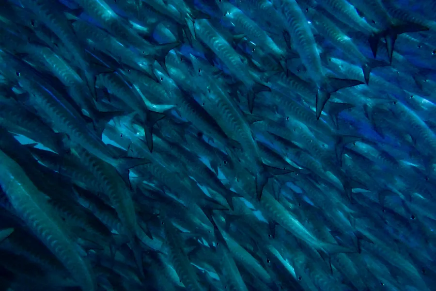 A school of fish in deep blue water