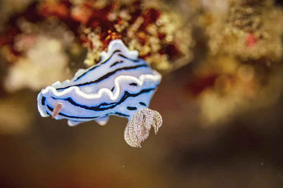 A blue and white nudibranch