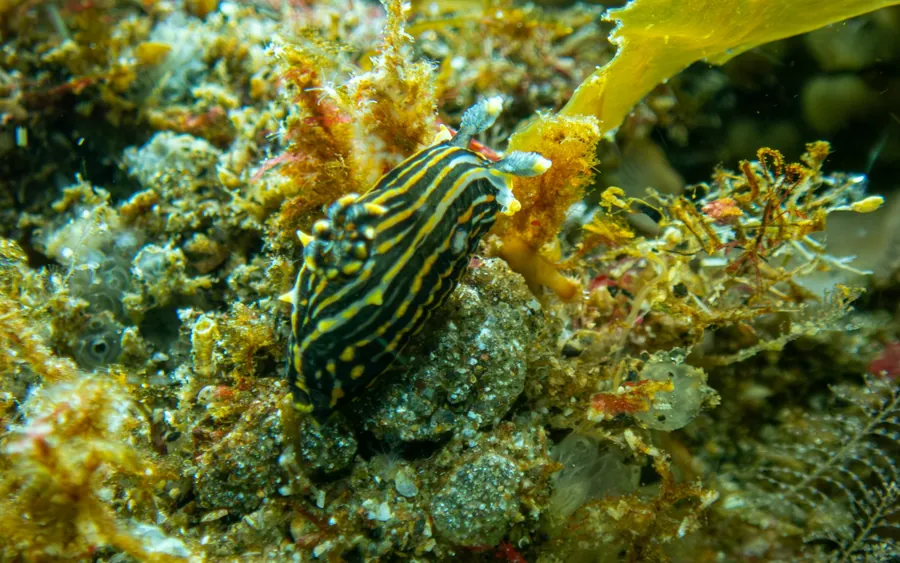 A striped nudibranch on the reef