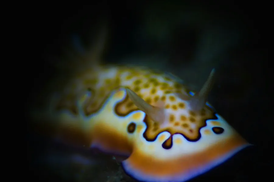 A yellow and purple nudibranch